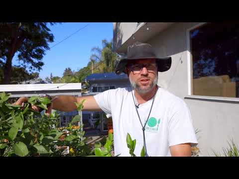 When To Trim Fruit Trees In Southern California