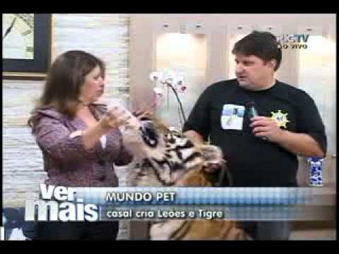 VER MAIS MARINGÁ   TIGRE AO VIVO - YouTube