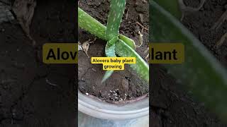 alovera ka baby plant growing 😍#ytshorttrending #plants #shortsfeed #garden#yugsgarden1111