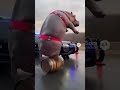 Cops chase hippo #automobile #policecorruption #police #funny #policeofficer #memes