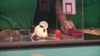 Famous Rat Basketball- Shaping (Operant Conditioning) Wealth
