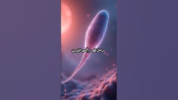مراحل خلق الإنسان في بطن أمه كما وصفها القرآن – سورة المؤمنون 13-14"