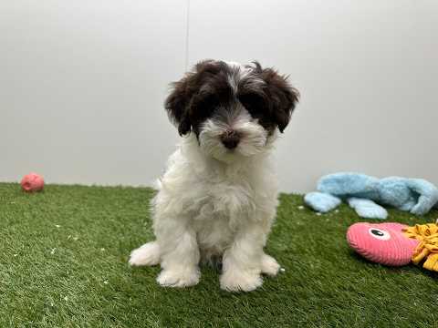 Video Havanese