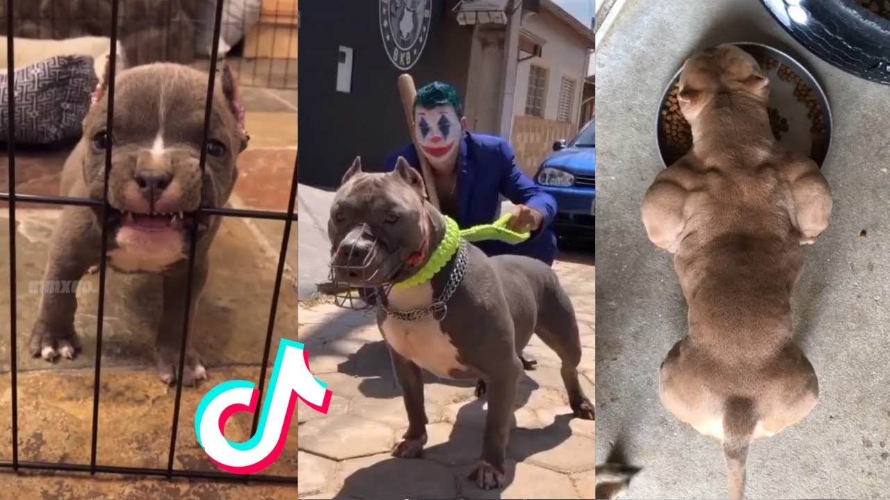 Pitbulls are Badass and Cute - Tiktok Compilation! #4