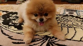 Mini Pomeranian is a home game.