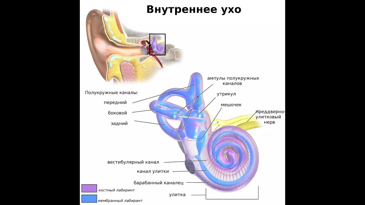 Лабиринт улитки уха. Полукружные каналы внутреннего уха. Полукружные каналы анатомия уха. Внутреннее ухо среднее ухо вестибулярный аппарат. Строение полукружных каналов внутреннего уха.