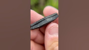 What does a paleontologist find on the beach? A complete cownose ray tooth! 🤩  #fossils