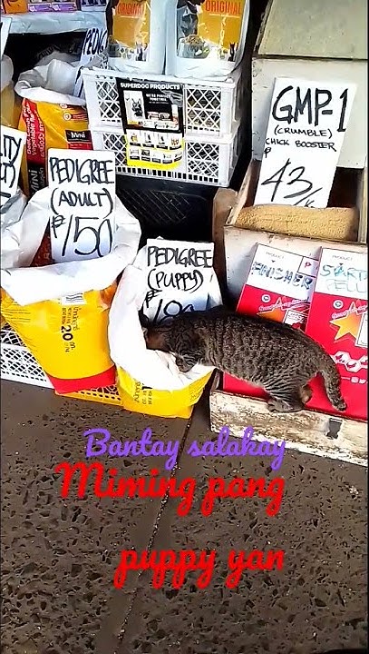 cat-eating-puppy-food-youtube