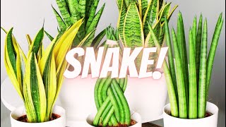 5 COMMON MISTAKES THAT WILL KILL YOUR SNAKE PLANT | Snake Plant Care