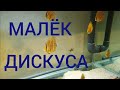 Мои первые мальки дискусов. Что с ними сейчас. И немного обо всём. Часть 47.