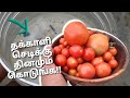 Every day liquid fertilizer for tomato plantstomato harvest