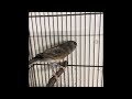 صوت نغل للتعليم والتحفيز صوت حسون رهيب Gold Finch Mule صوت نغل للتعليم والتحفيز صوت حسون رهيب Gold Finch Mule