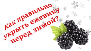 Укрытие ежевики на зиму, без  пригибания. Секреты выращивания!