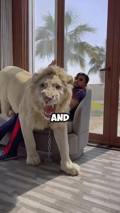 Download lagu Do you want to have a bodyguard like that? #pet #animals #handsome #lion #shorts #shortvideo