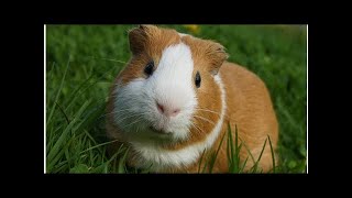 CAN GUINEA PIGS GIVE PEOPLE PNEUMONIA?