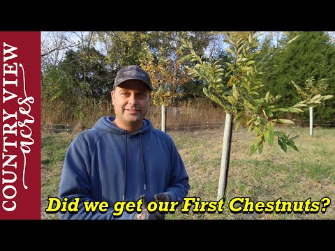 How To Plant And Care For Chestnut Trees