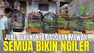 EDAN SI MAS INI ! JUAL BURUNGNYA LUAR BIASA MEWAH ! PANTESAN BANYAK YANG NYARI !