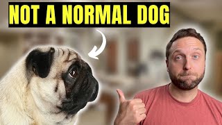 Pugs Are No Longer Considered "Normal"