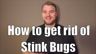 How to get rid of stink bugs and a few facts about conifer bugs you may not know Western Conifer Seed Bugs In House