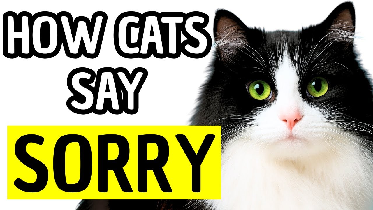 Do Cats Apologize? Discover How Cats Say Sorry