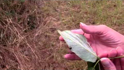 Kudzu bug song by Kelly Fagan