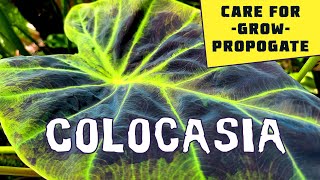 How to Grow Colocasia  experienced tips and garden walk through