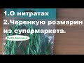 Черенкую розмарин из супермаркета