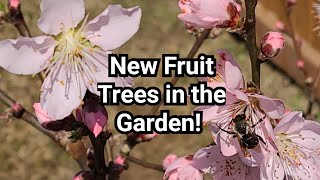 New Fruit Trees