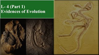 Lect-4 / Evidences of Evolution (Part 1) / Evolution Series/ Learn Sphere