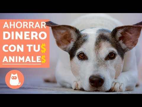 Video: Cómo Ahorrar: Cuidado De Mascotas