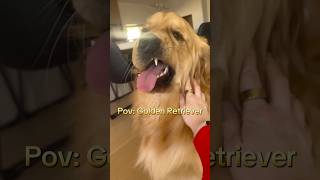 Funny Golden Retrievers #dogs #goldenretriever #funnyvideo