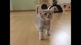 MEOW