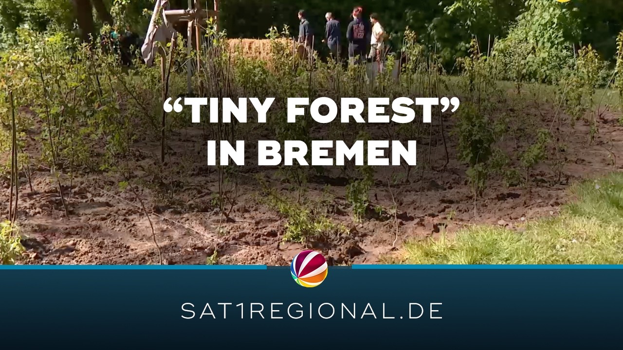 Mini-Wald für besseres Stadt-Klima: Erster „Tiny Forest“ in Bremen