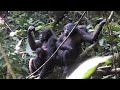Alpha Female Bonobo doesn't Get Along with Low-Ranked Female?