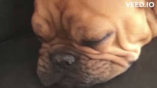 A Crusty Rough Dog Nose-Hyperkeratosis