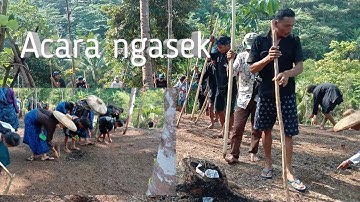 Acara ngasek tradisi warga suku baduy
