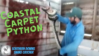 Coastal Carpet Python in Hay shed