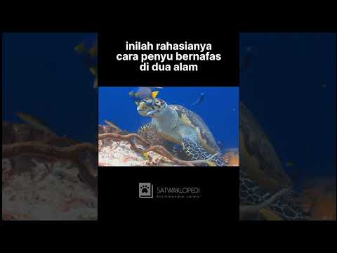 Video: Cara penyu bernafas di bawah air
