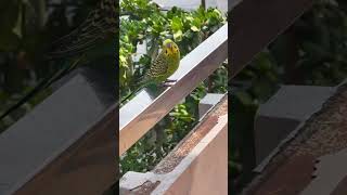 Parrot singing #nature #parrot #parrotsound #naturelovers #viral #smart #birdsounds #bird #cute