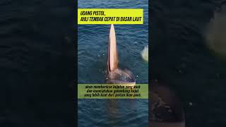 Fakta Unik : Udang Pistol, Ahli Tembak Cepat di Dasar Laut #faktaunik #onthespot #shrimp #hewanunik