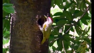 Birdwatching in Kinuta Park (Japan) (Green Woodpecker) (Grey-Tailed Tattler) (Common Snipe)