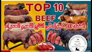 شاهد افضل 10 عجول في انتاج اللحوم الحمراء Top 10 Beef