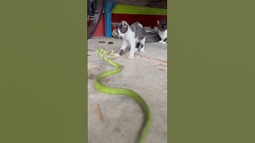 “When a Cat Meets a Snake: Unexpected Encounter”