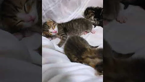 Watch the video about Cute And Funny Animals Videos 2024 😂😍- Cute Cats and dogs.