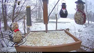 Deer Foraging With Ducks on Cornell Lab FeederWatch Cam - Jan. 10, 2017