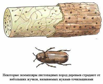 ⁣обработка древесины от жуков Киров