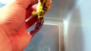 Thor Gecko Video of the Day #1 CLEAR EYED ECLIPSE LEOPARD GECKO