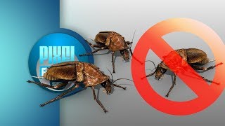 Anti Roaches Invasion Ultrasonic Sound Stop Beetle Insects How to get rid of Cockroach Forever