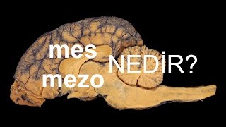 Tıbbi Terminolojide Ön Ekler Mes,Mezo-