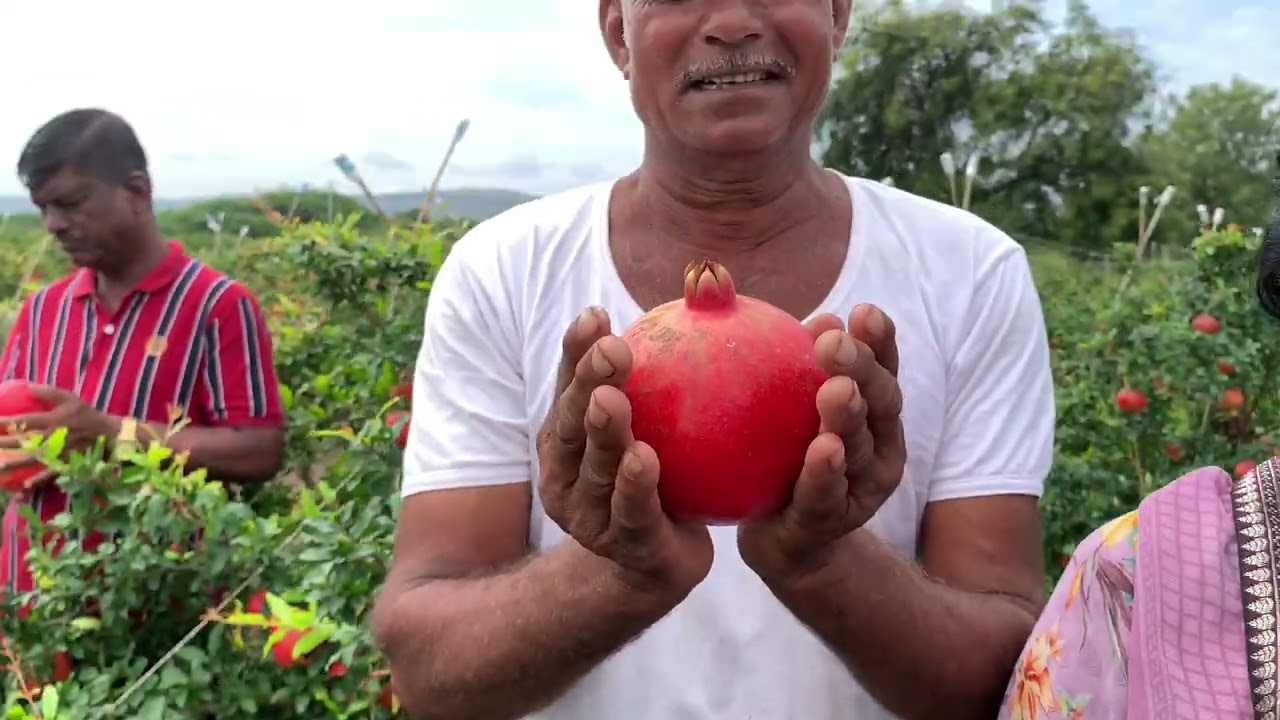 SCT वैदिक डाळिंब 126 रु 💪 मार्केट पेक्षा वाढीव दर🥳 का वापरलं पाहिजे वैदिक ऐका व्यापाऱ्यांकडून👆